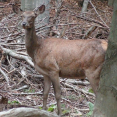 asi po mne išla..  :-)