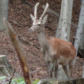 mne sa vytĺkať nechce..