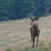 ranné brieždenie..
