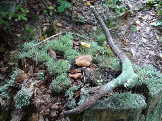 ten si už poležal..