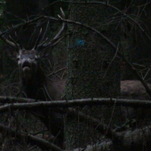 som horenos..no a čo..