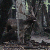 výstražné chŕkanie..