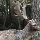 prišiel ma pozrieť..
