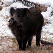 konečne vianočné prasiatko :-)
