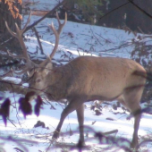 mladý štrnástorák..