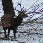bobor preoblečený za jeleňa..