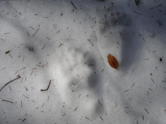 už ma hľadááá..