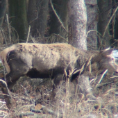 krásny šestnástorák..