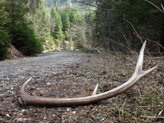 isto nemal ani vodičák..