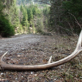 isto nemal ani vodičák..