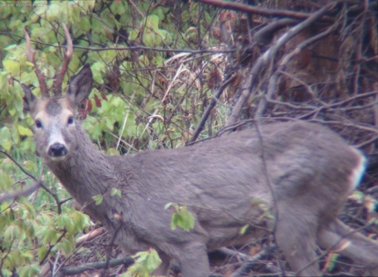 pred búrkou..
