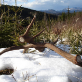 starý horský desatorák..