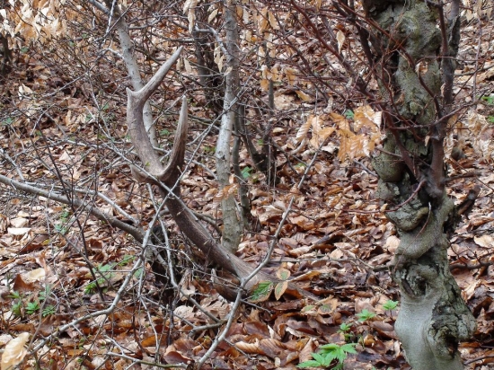 zaujímavý konár..