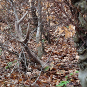 zaujímavý konár..