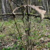 zhodený v do luftu..