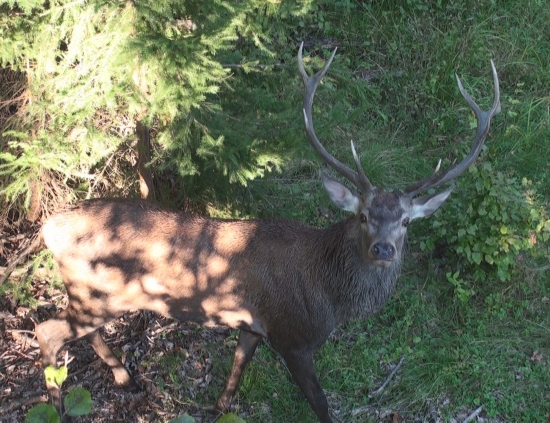 jelen na strome..hmm