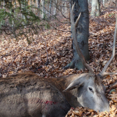 dobrá rana-vzácna trofej..