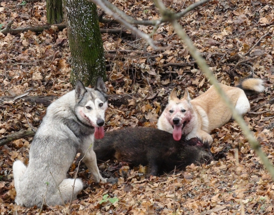 prasiatko si nedáme..