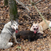 prasiatko si nedáme..