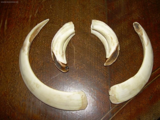 Pripravené na prehliadku