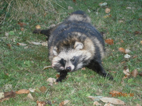 psík medvedikovitý