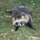 psík medvedikovitý