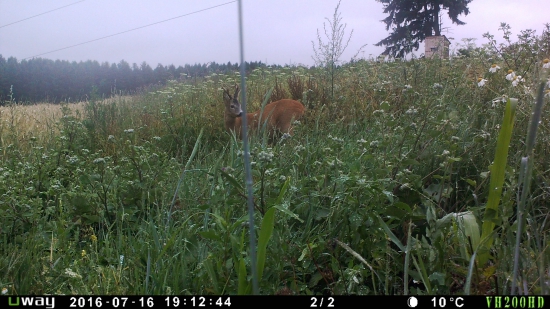Starý srnec-nepárny osmorák