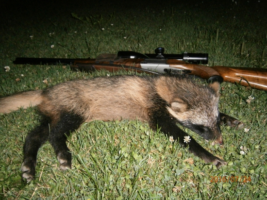 Mladý psík medvedíkovitý