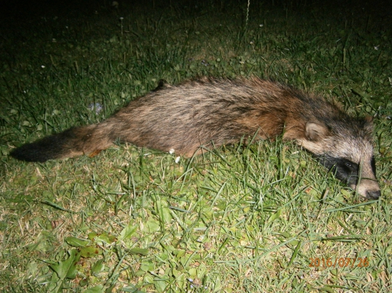 psík medvedikovitý-šteňa