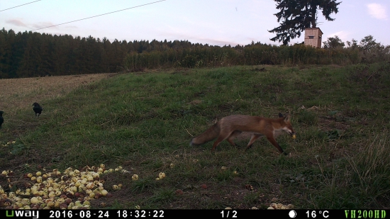 Líška žerie jablká