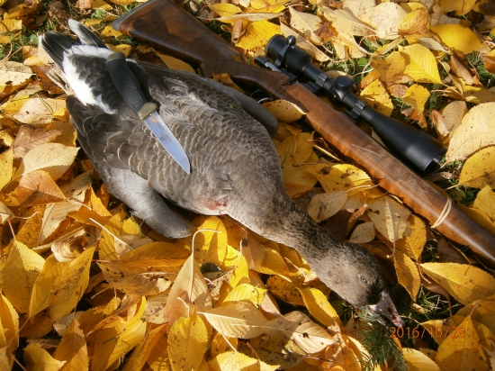 Mladá hus siatinná