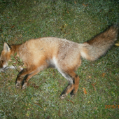 Lišiak