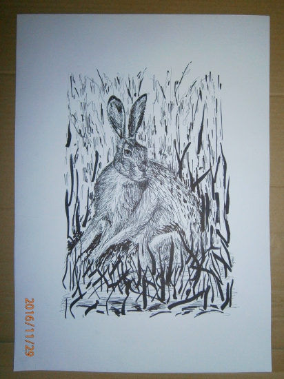 Zajac-perokresba