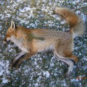 Líška