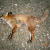 Lišiak