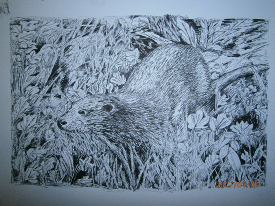 Vydra-perokresba