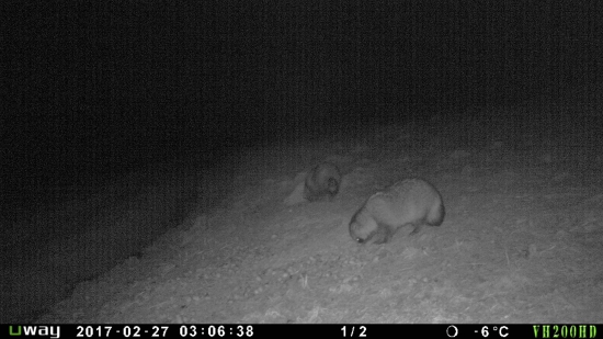 Psíky sa už zobudili