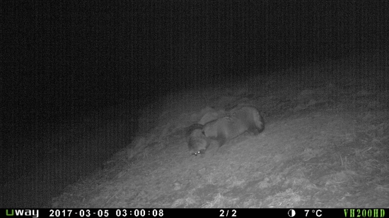 Psíky sú ešte v zimnej srsti