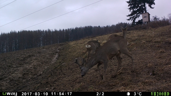 Pekne založený mladý srnček
