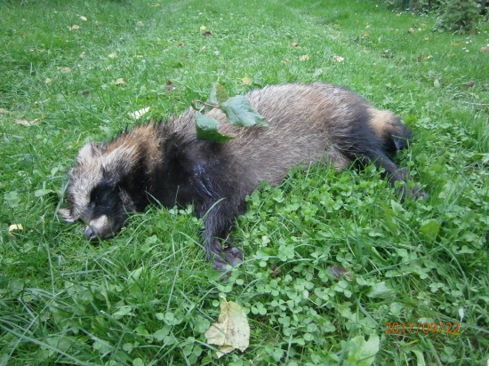 Psík medvedíkovitý