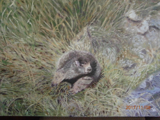 Svišť.Olej na dreve.