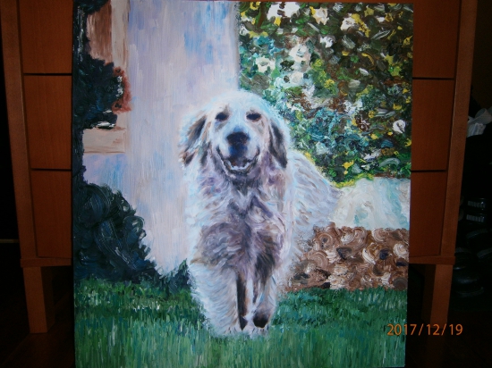 Zlatý retriever. Olej na dreve.