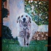 Zlatý retriever. Olej na dreve.