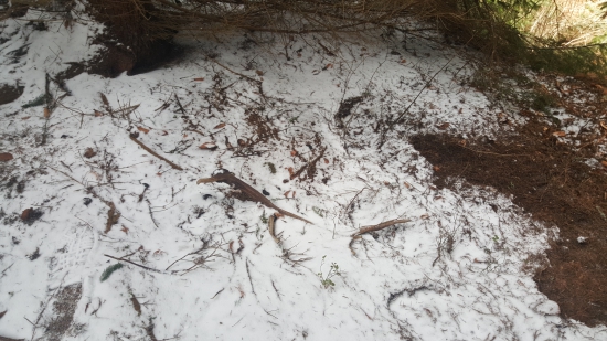 Čerstve ležovisko starý zhod