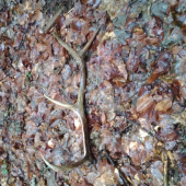Minulorocny