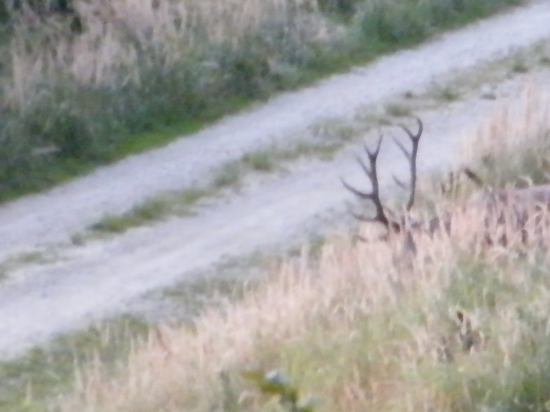 Tráva -parohatá
