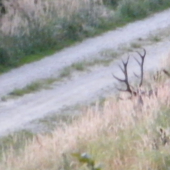 Tráva -parohatá