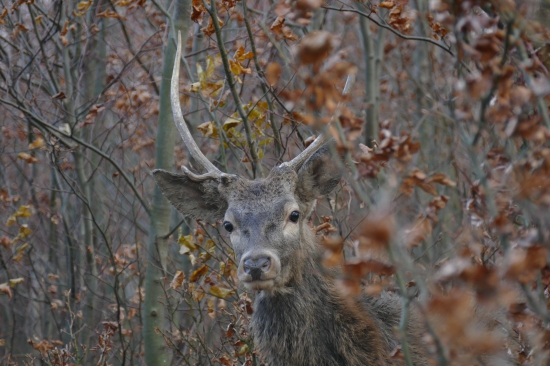 ..pan fotograf,prosím jedno foto na občanku!