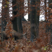 ... krívajuci,i ked na foto to nepoznat.