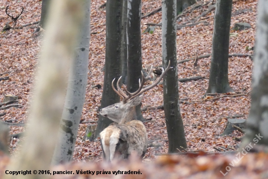 Korunáč